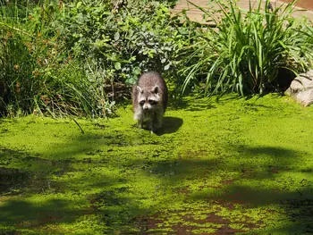 NaturOparC Hunawihr, Alsace (France)